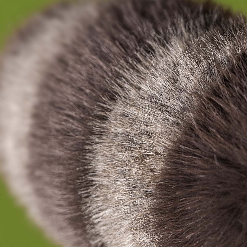 Stuffed raccoon toy on a white background