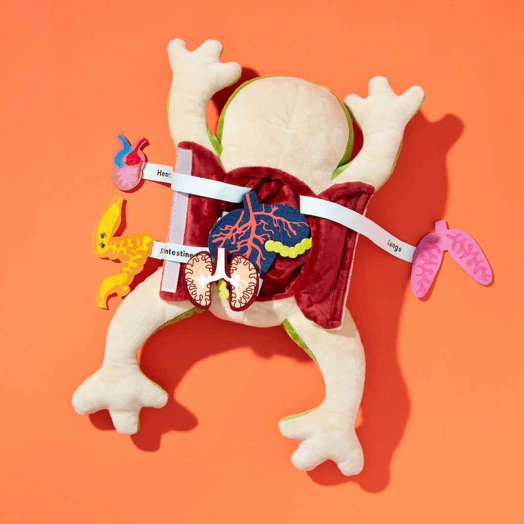 Plush frog toy in a cardboard box with KiwiCo branding on a white background